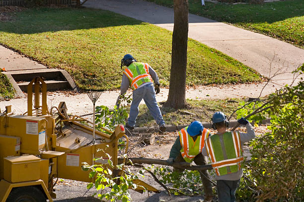 Best Tree Stump Removal  in USA